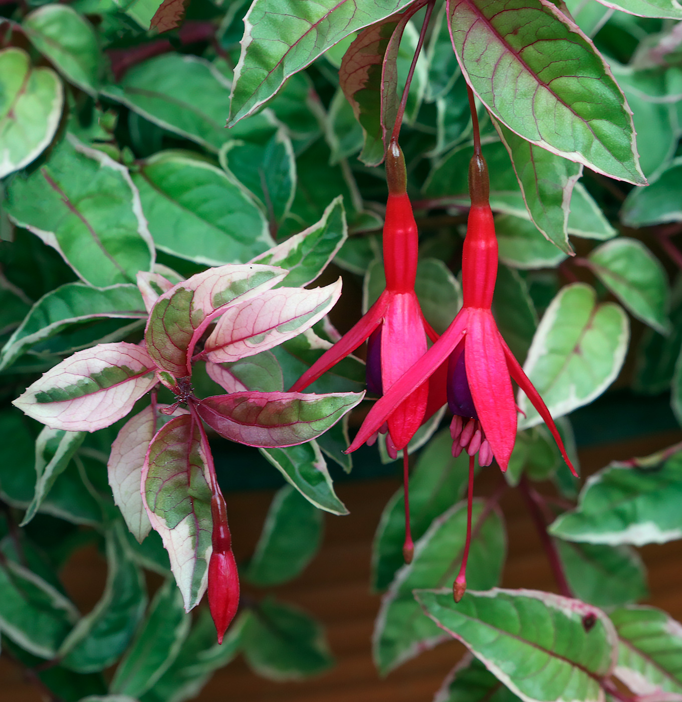 Image of Fuchsia hybrida specimen.