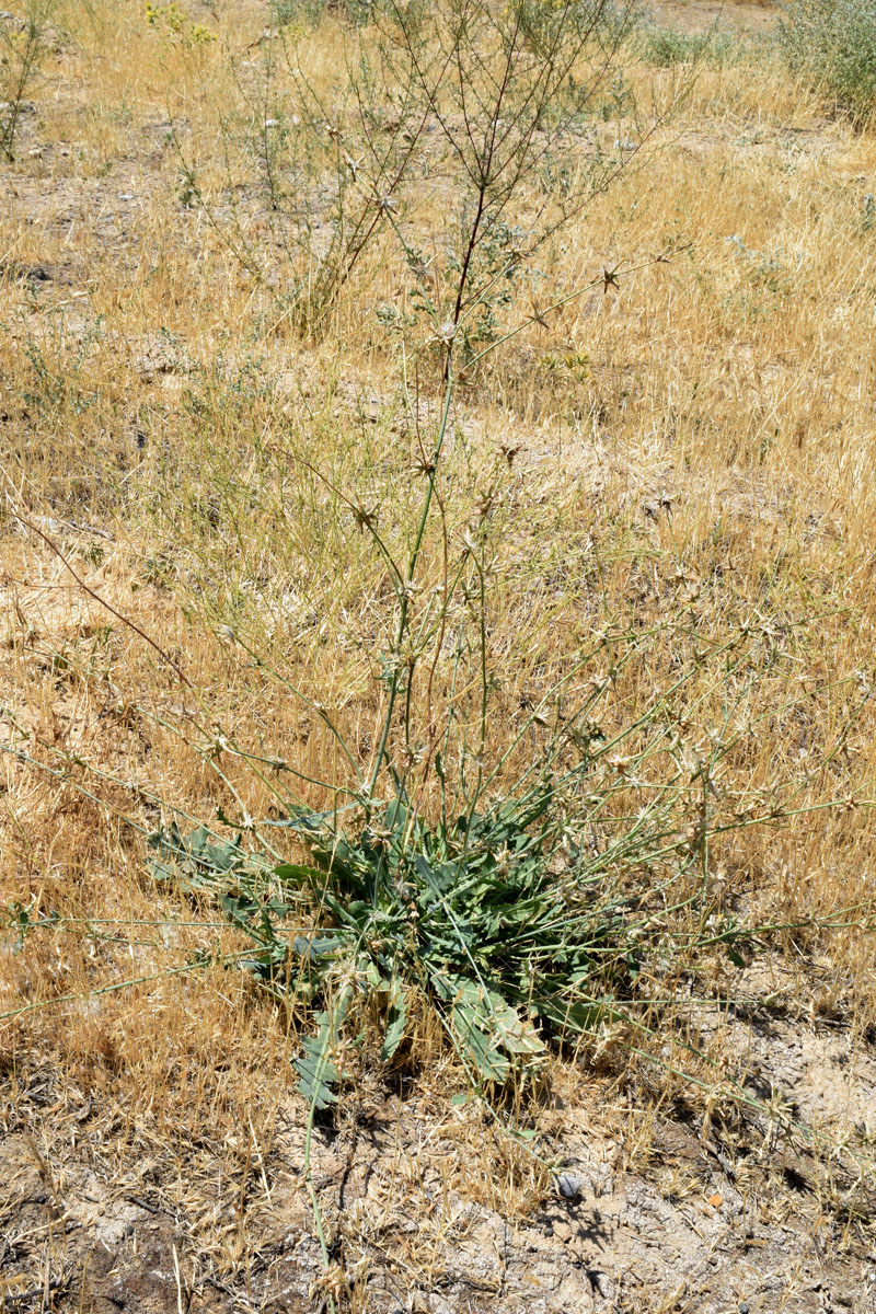 Изображение особи Chondrilla juncea.