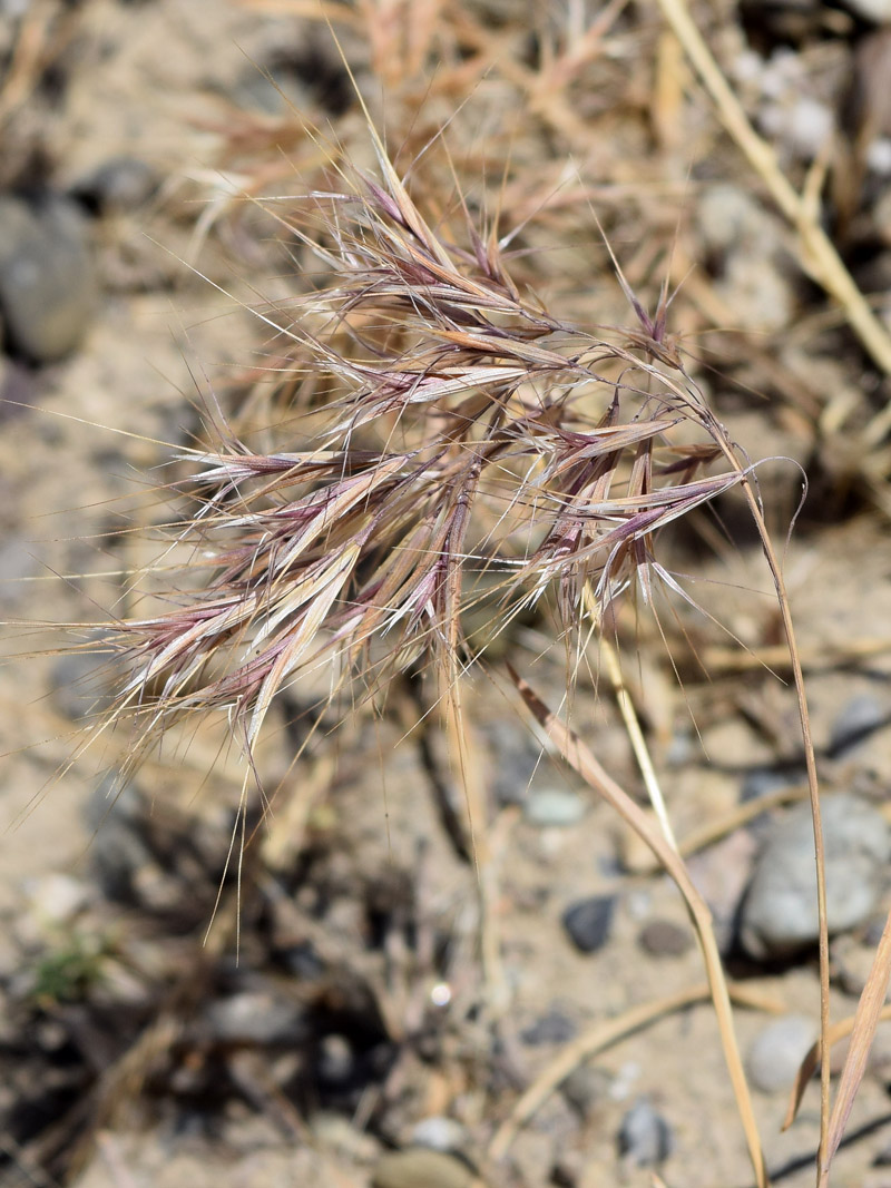 Изображение особи Anisantha tectorum.