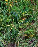 Lathyrus gmelinii