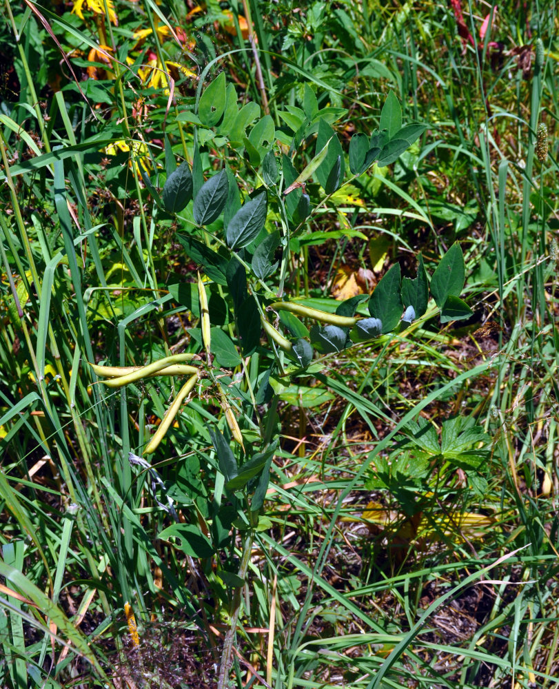 Image of Lathyrus gmelinii specimen.