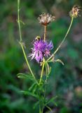 Centaurea scabiosa