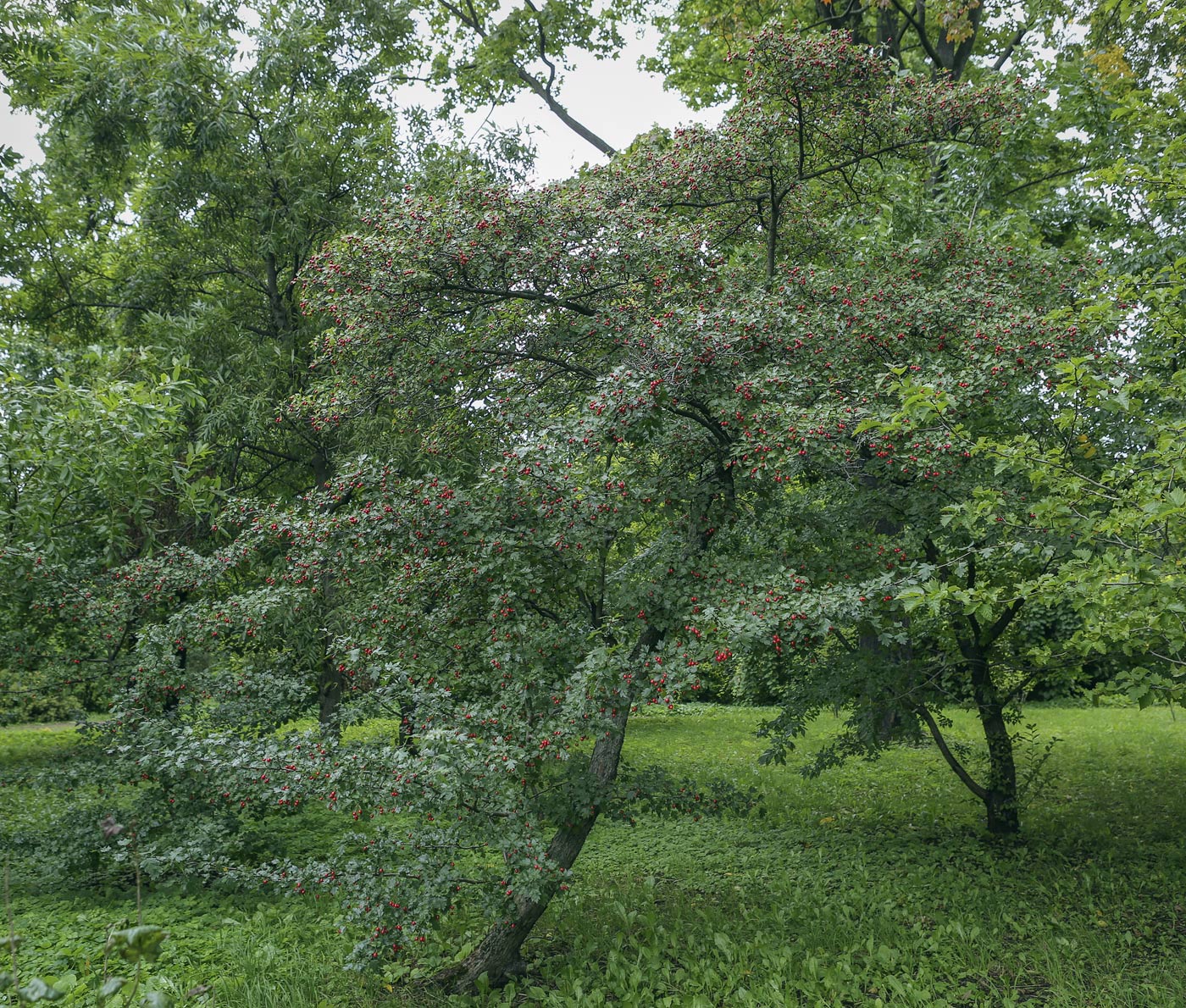 Изображение особи род Crataegus.