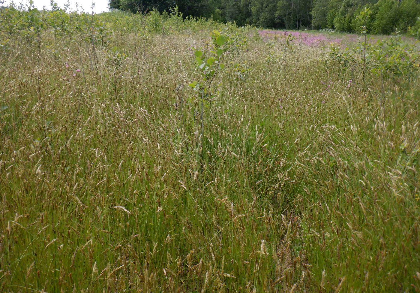 Изображение особи Anthoxanthum odoratum.