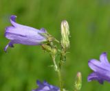 Campanula sibirica. Цветки. Тульская обл., Плавский р-н, окр. пос. Молочные Дворы, балка, суходольный луг. 30.05.2013.