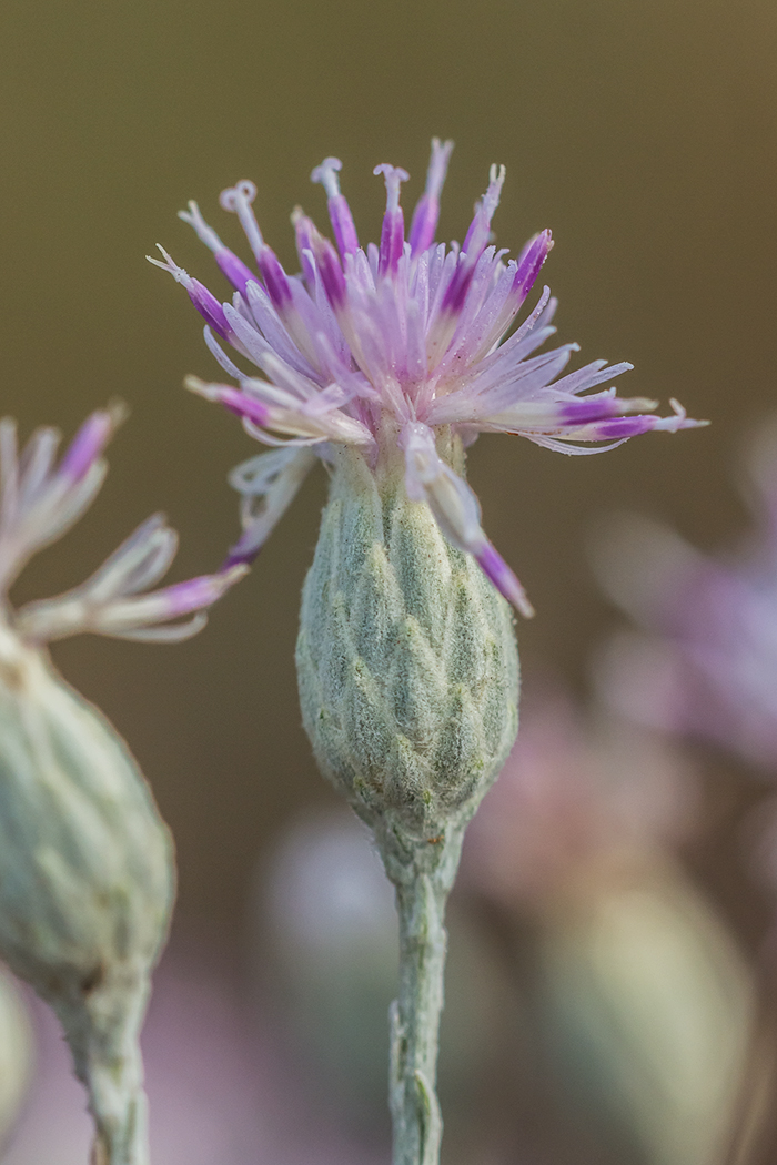 Изображение особи Jurinea stoechadifolia.