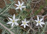 Ornithogalum kochii