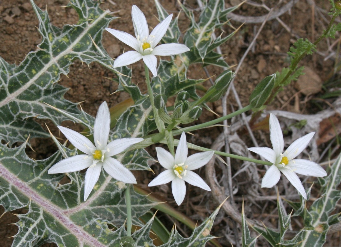 Image of Ornithogalum kochii specimen.