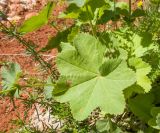 Alchemilla orthotricha