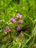 Lathyrus palustris