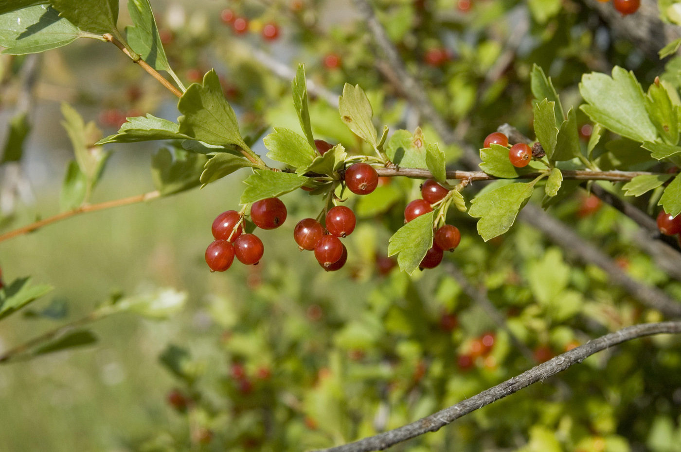 Изображение особи Ribes diacantha.