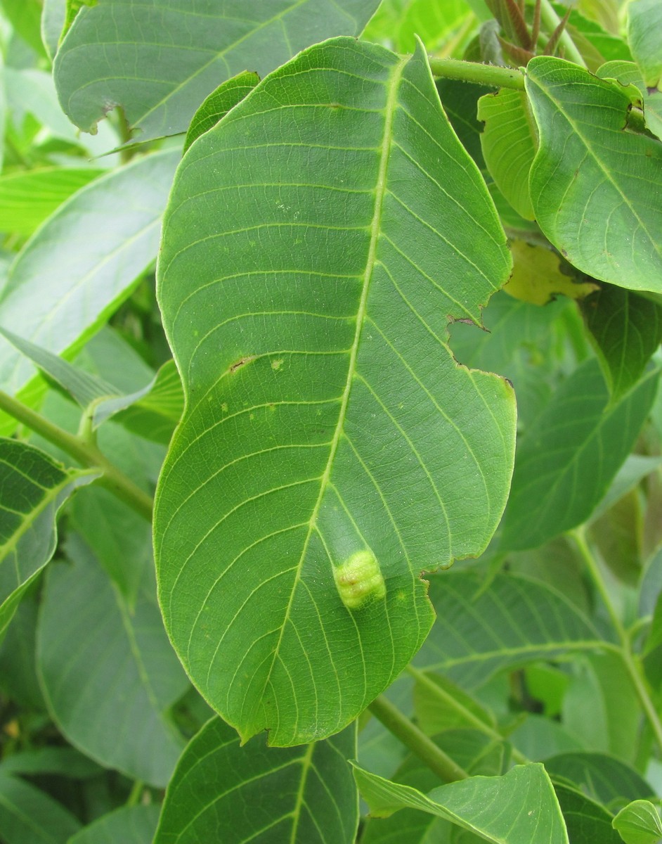 Image of Juglans regia specimen.