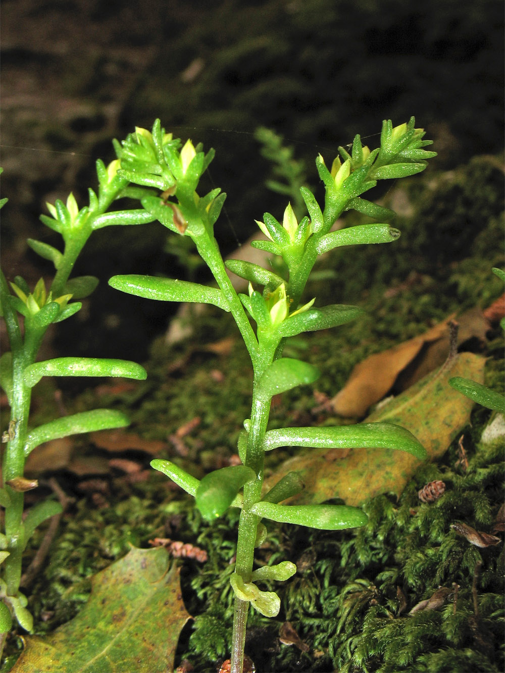 Изображение особи Sedum litoreum.