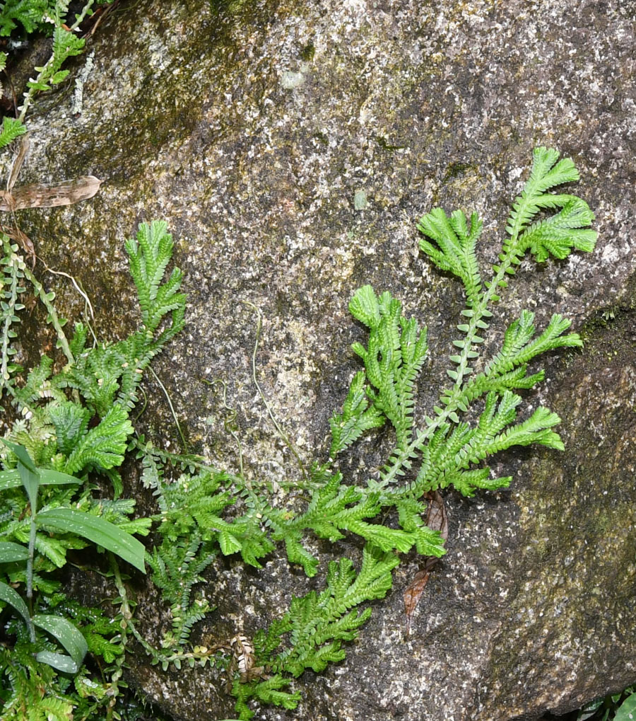 Image of genus Selaginella specimen.