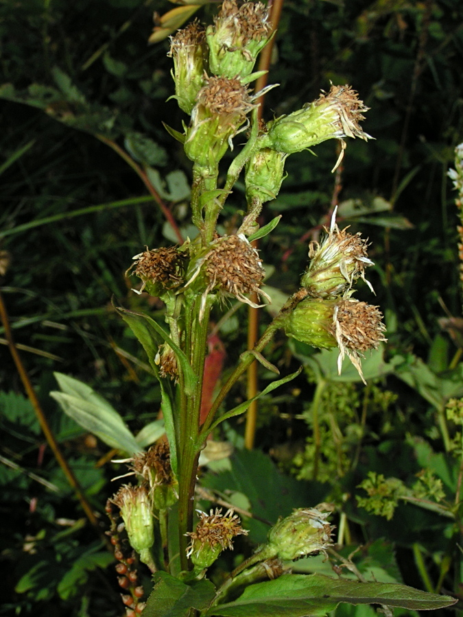 Изображение особи Solidago virgaurea ssp. dahurica.