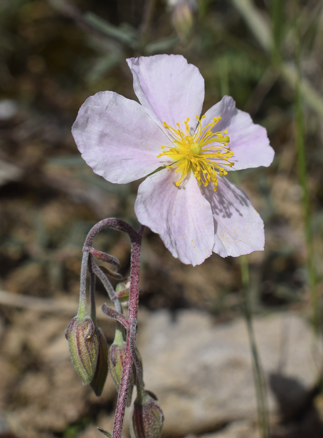 Image of Helianthemum apenninum specimen.