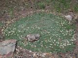 Antennaria dioica