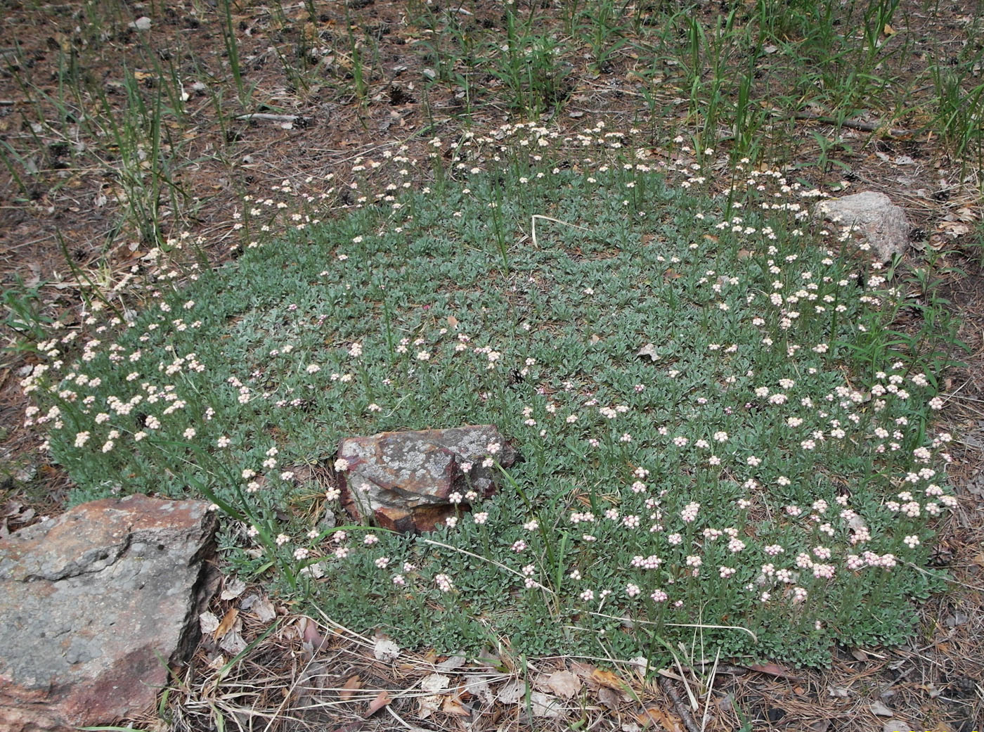 Изображение особи Antennaria dioica.