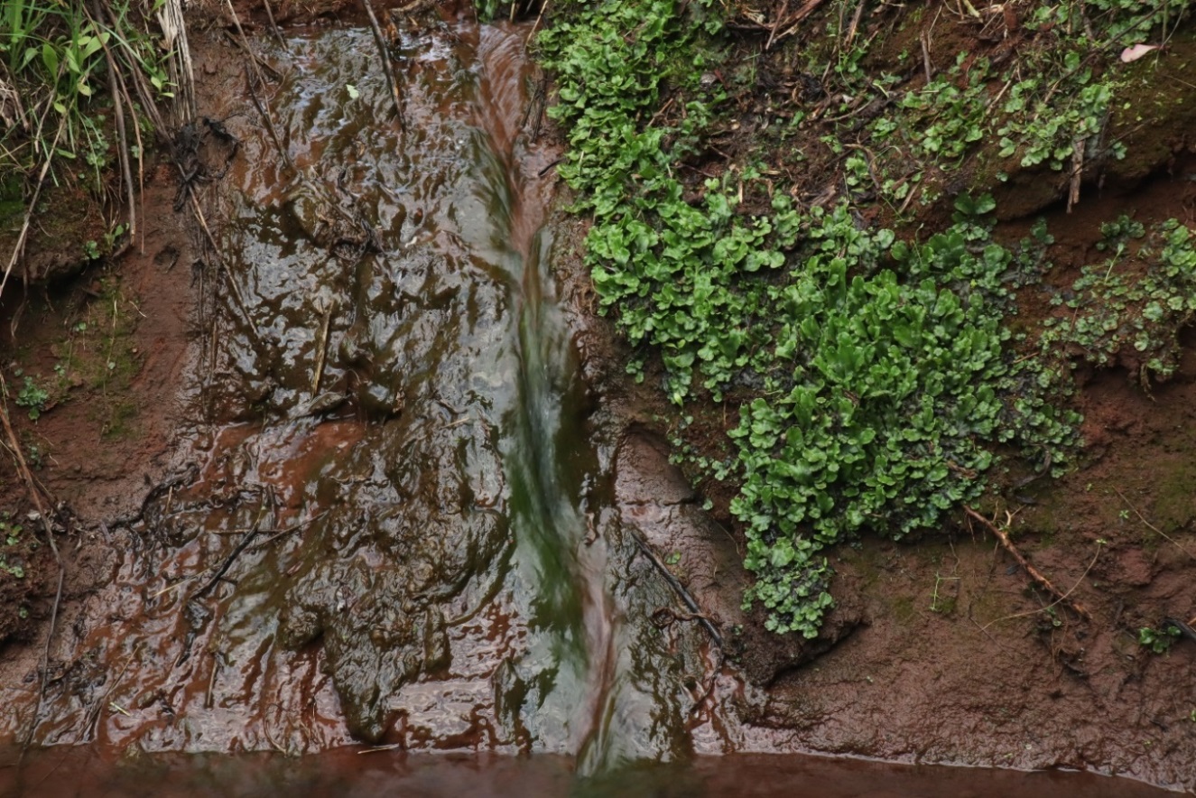 Image of Marchantia polymorpha specimen.