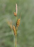 Carex diluta