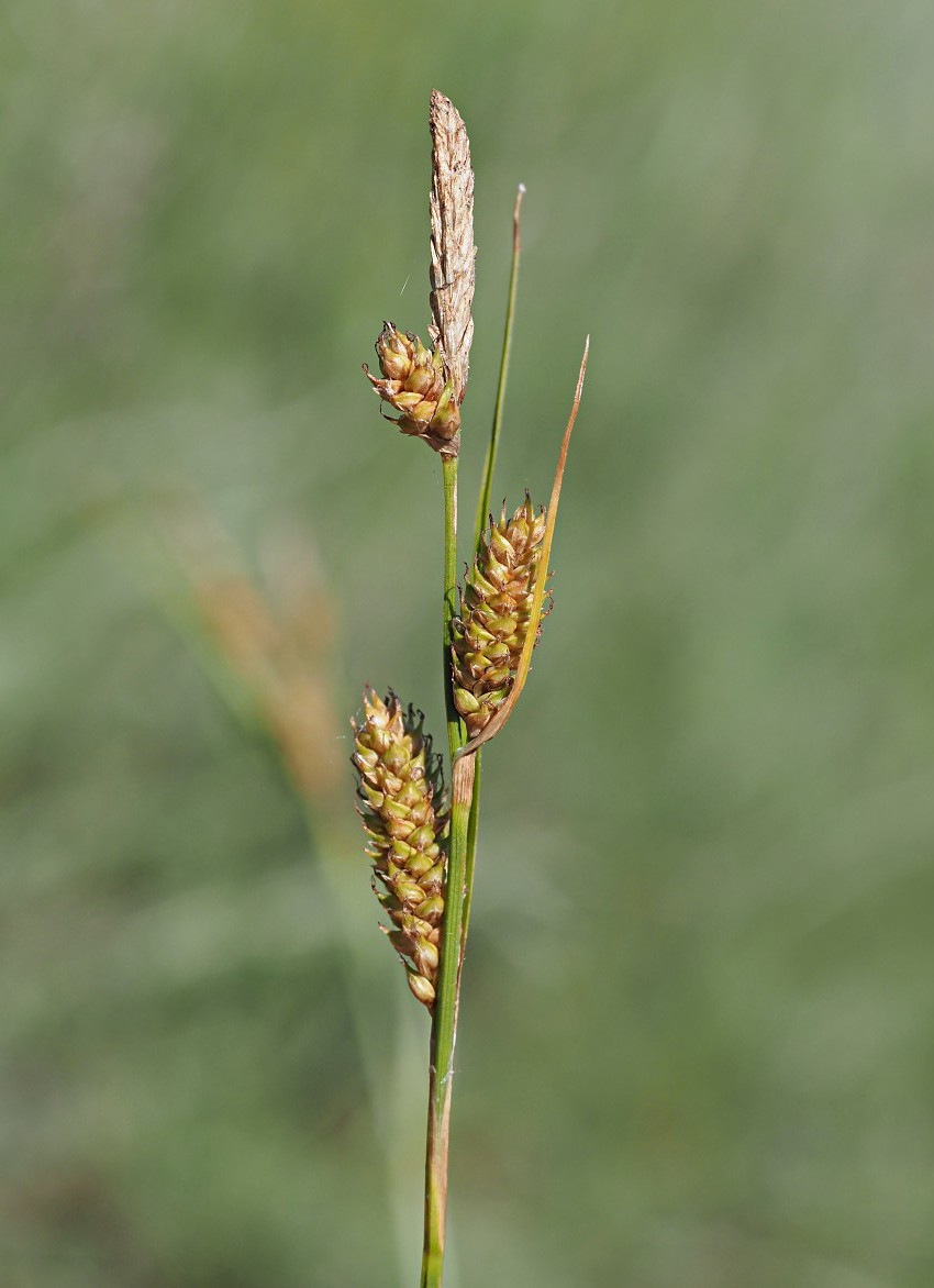 Изображение особи Carex diluta.