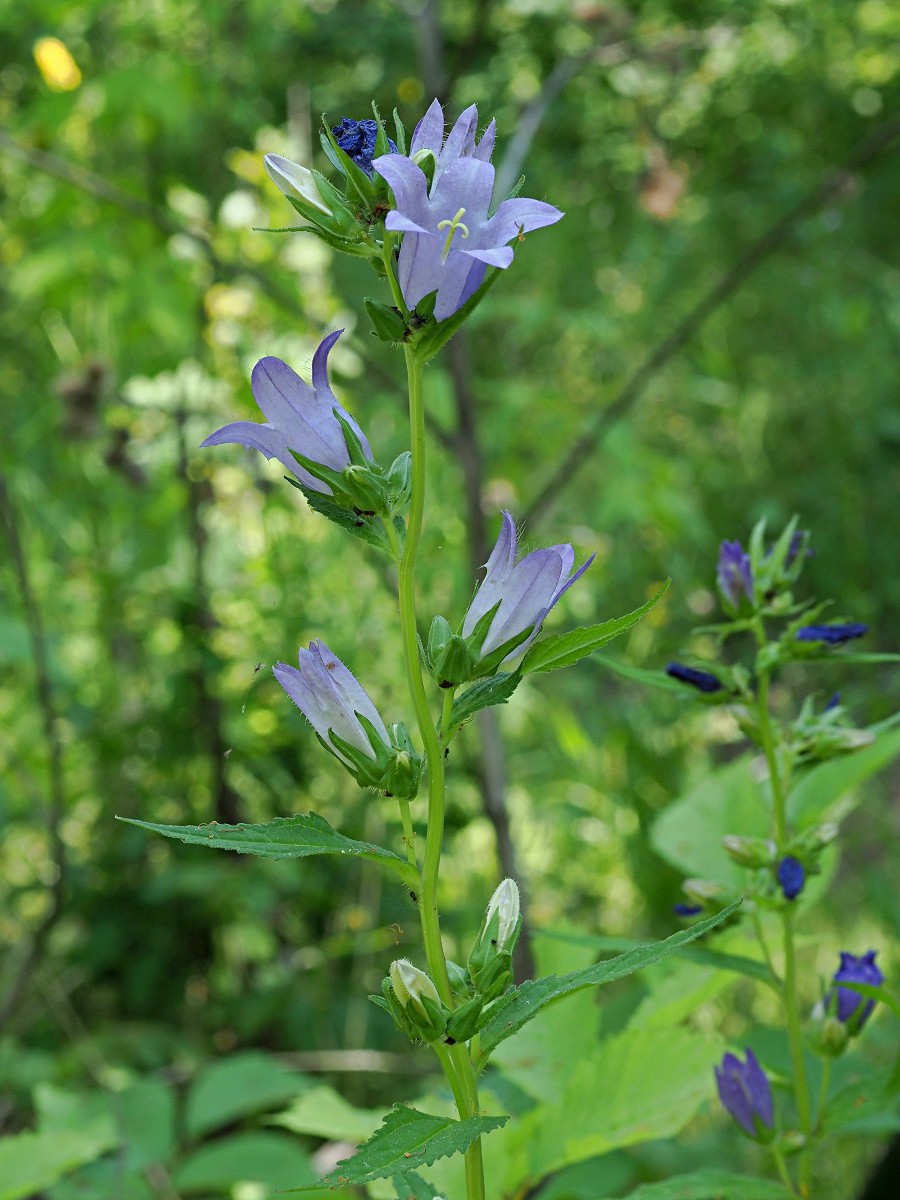 Image of Campanula trachelium specimen.