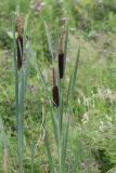 Typha latifolia