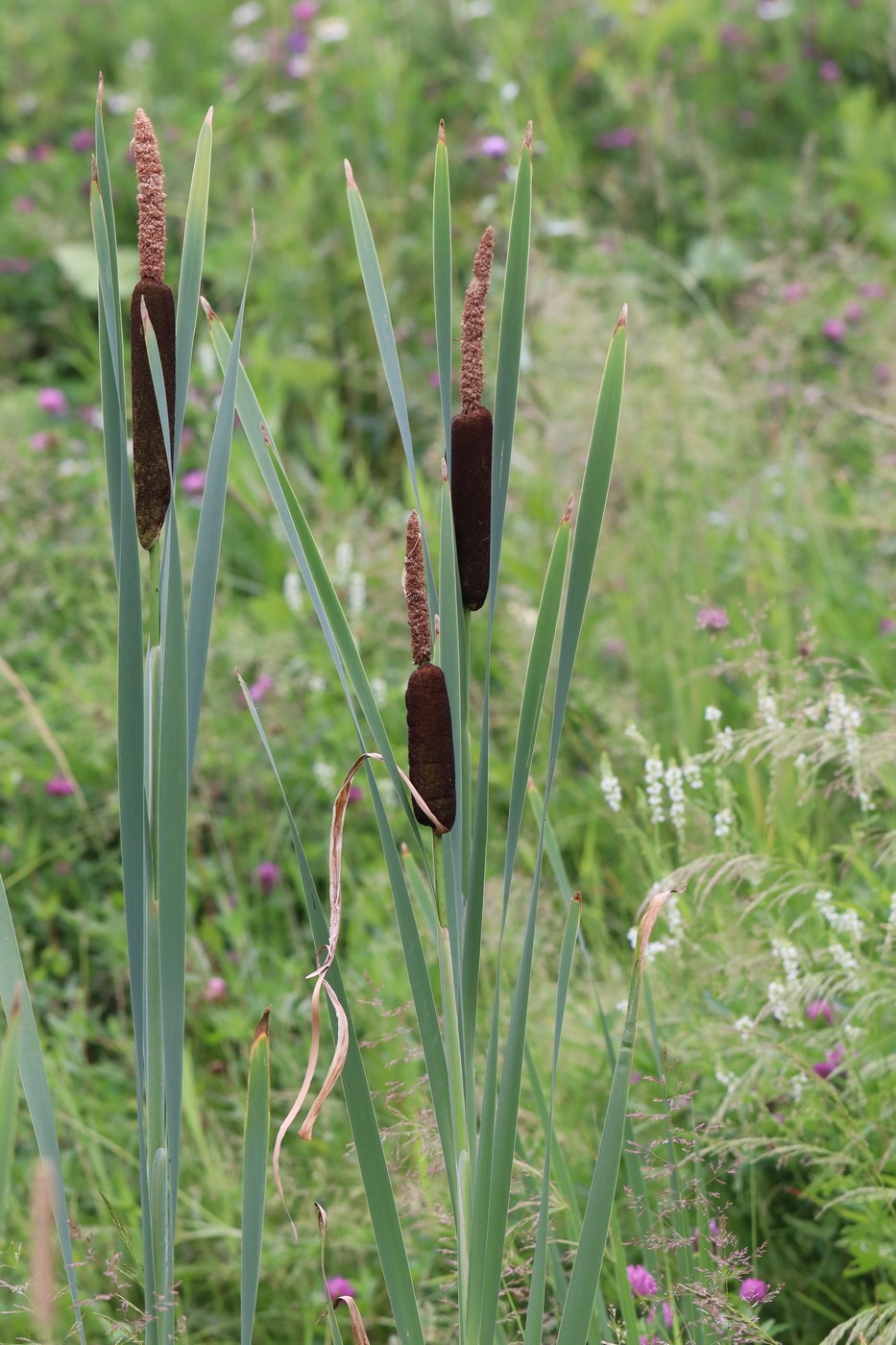 Изображение особи Typha latifolia.