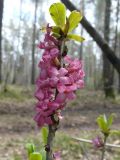 Daphne mezereum