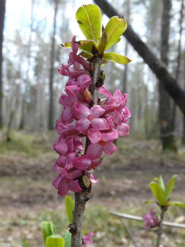 Изображение особи Daphne mezereum.