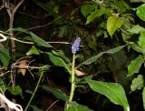 Dichorisandra thyrsiflora