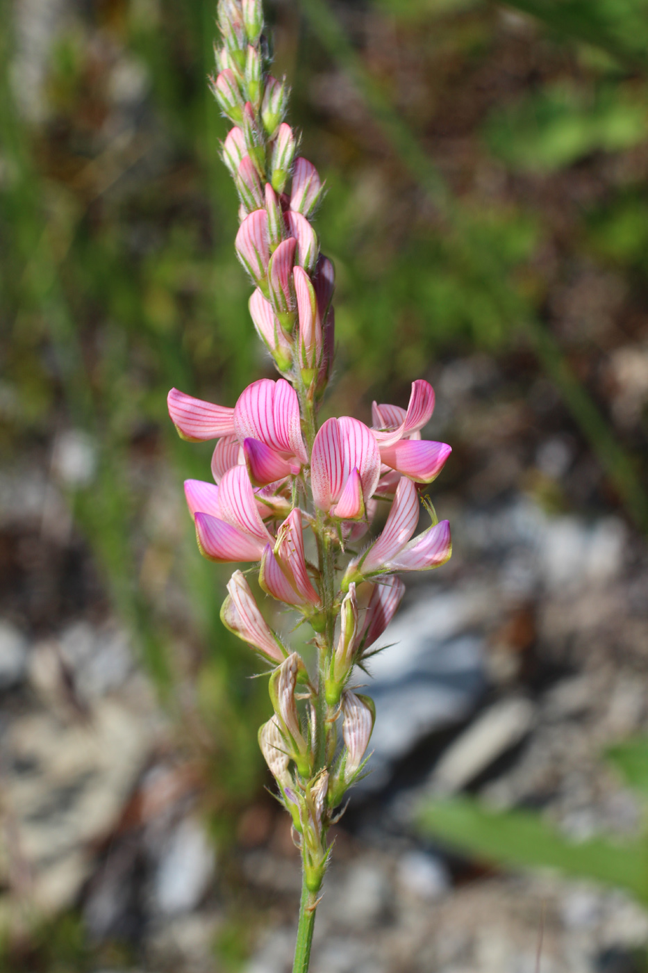 Изображение особи Onobrychis inermis.