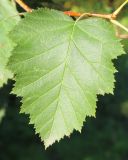 Image of taxon representative. Author is Анатолий Кузьмин