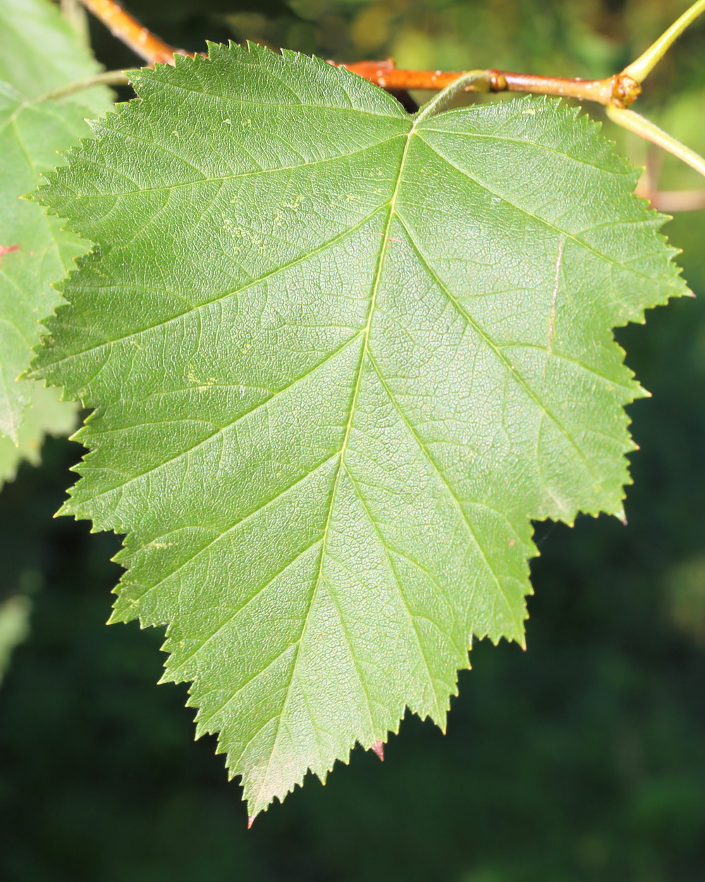 Изображение особи Crataegus submollis.