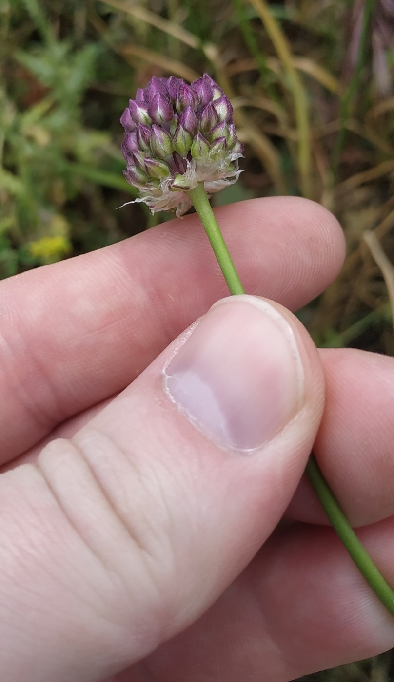 Image of Allium rotundum specimen.