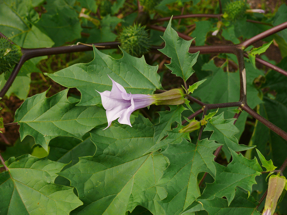 Image of Datura stramonium var. tatula specimen.