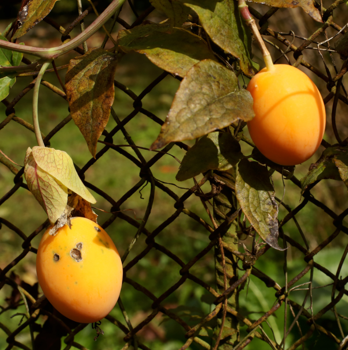 Изображение особи Passiflora caerulea.