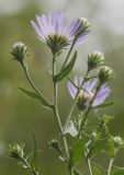 Symphyotrichum novi-belgii