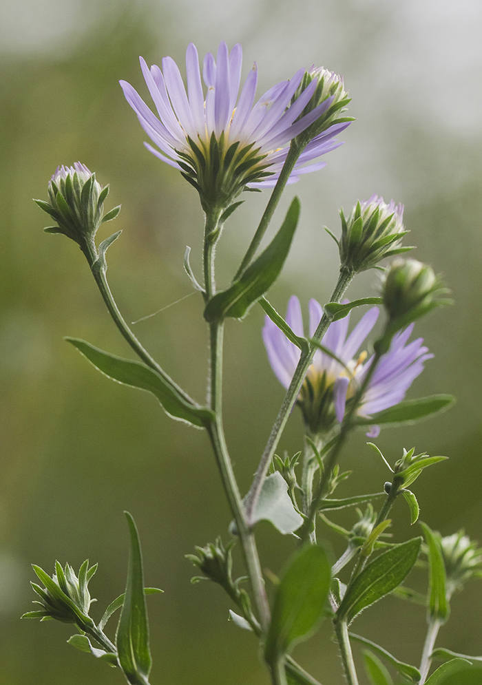 Изображение особи Symphyotrichum novi-belgii.