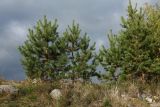 Pinus friesiana