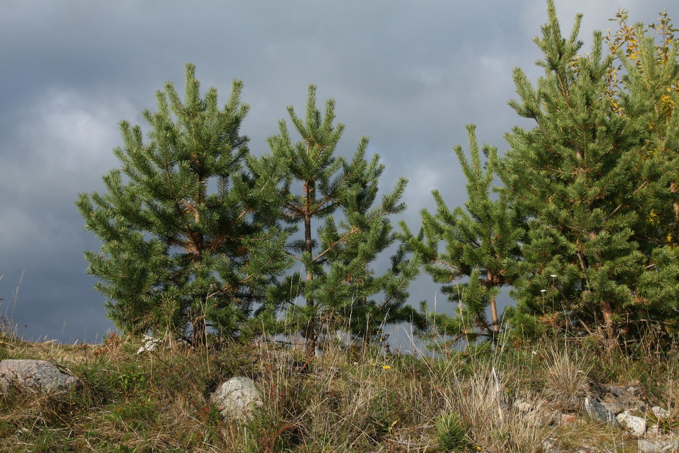 Image of Pinus friesiana specimen.