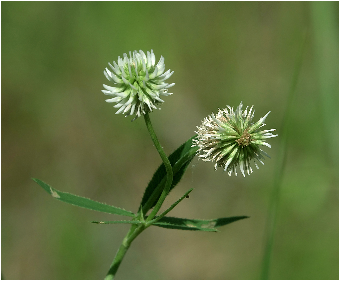 Изображение особи Trifolium montanum.