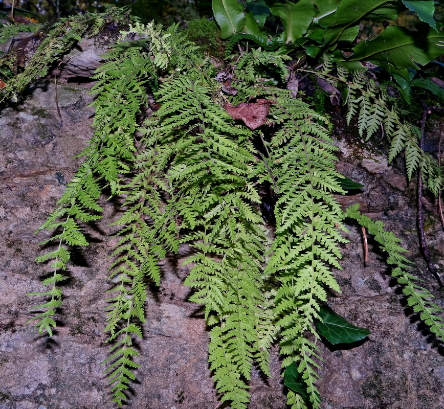 Image of Woodsia caucasica specimen.