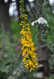 Ligularia fischeri