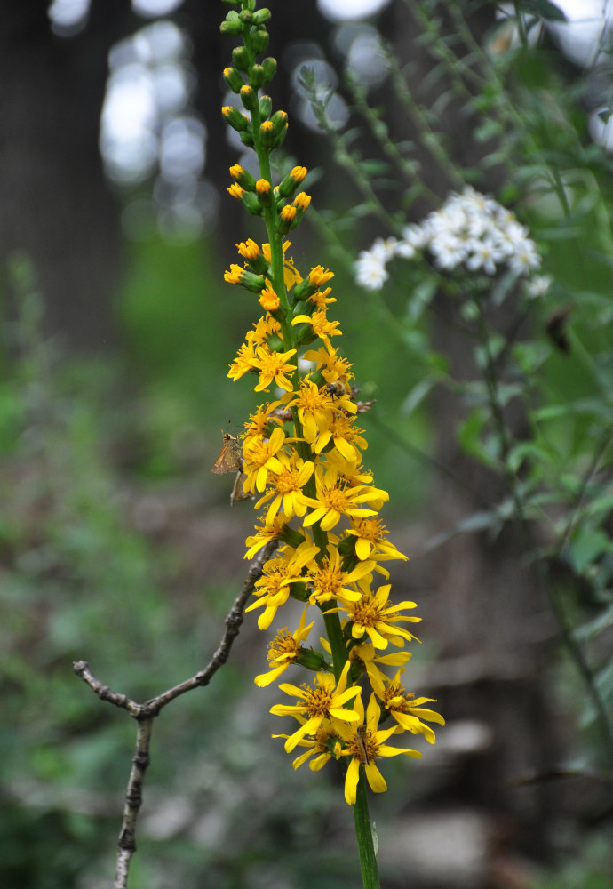 Изображение особи Ligularia fischeri.