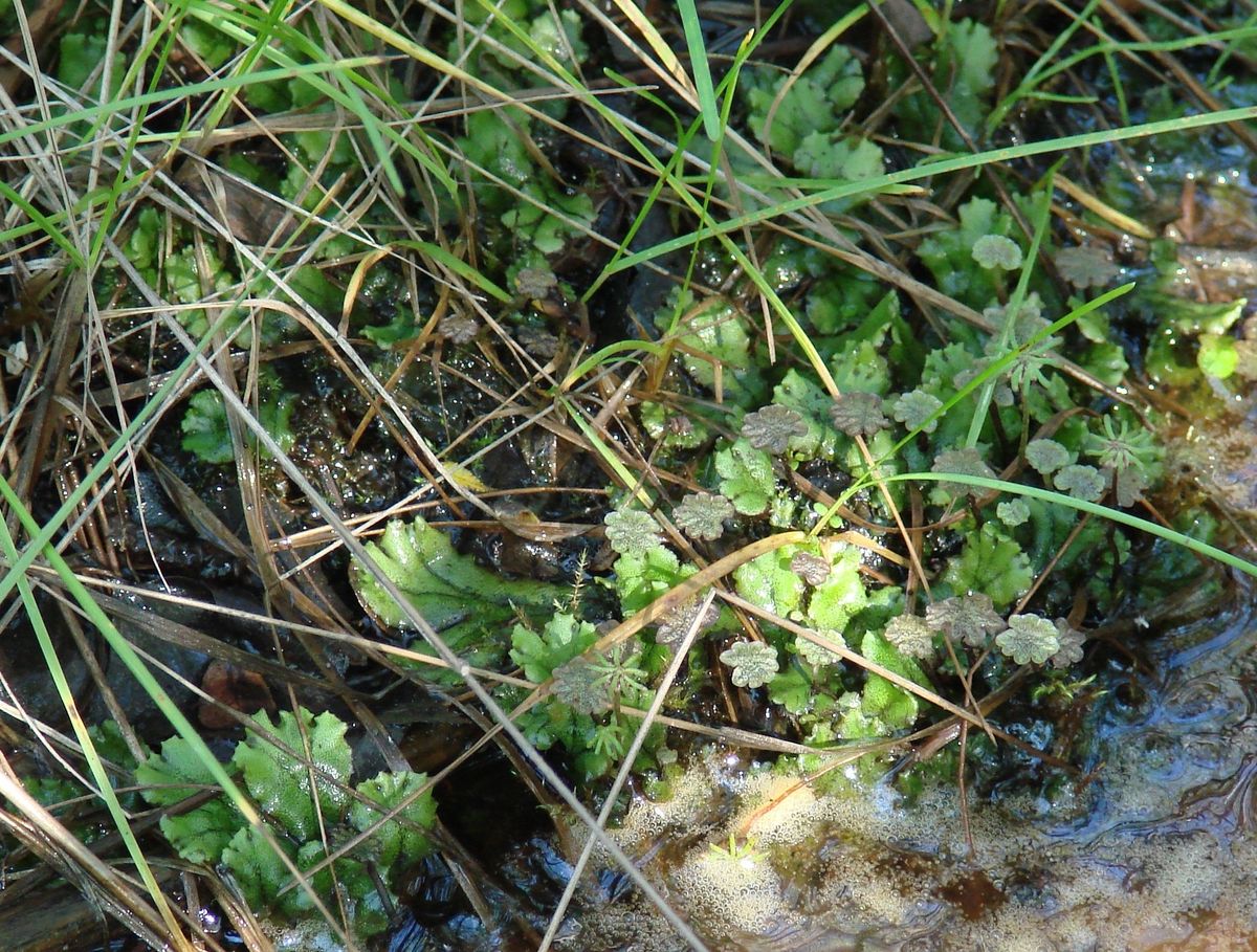 Изображение особи Marchantia polymorpha.