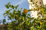 Citrus limon. Верхушка ветки с плодом. Израиль, г. Бат-Ям, в культуре. 06.01.2022.
