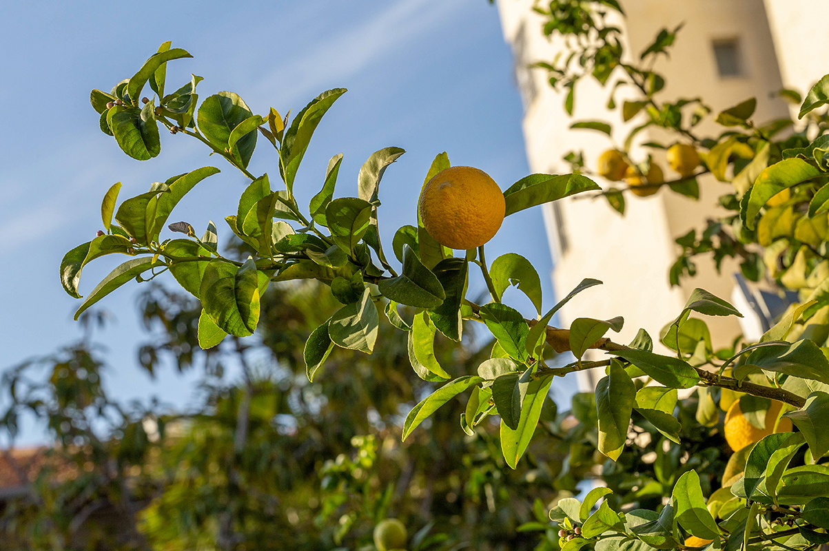 Image of Citrus limon specimen.