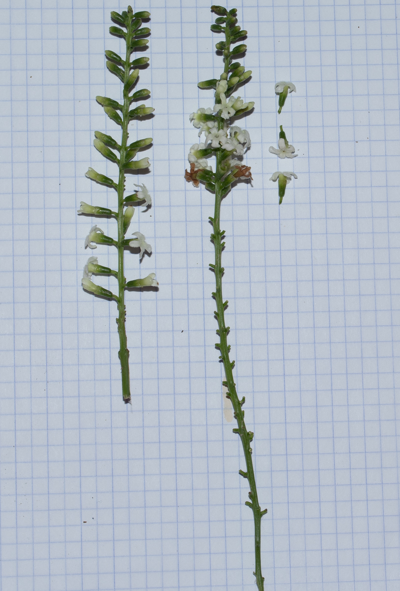 Image of Citharexylum spinosum specimen.