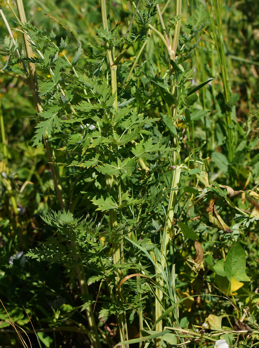 Image of Seseli libanotis specimen.